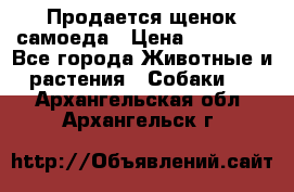 Продается щенок самоеда › Цена ­ 15 000 - Все города Животные и растения » Собаки   . Архангельская обл.,Архангельск г.